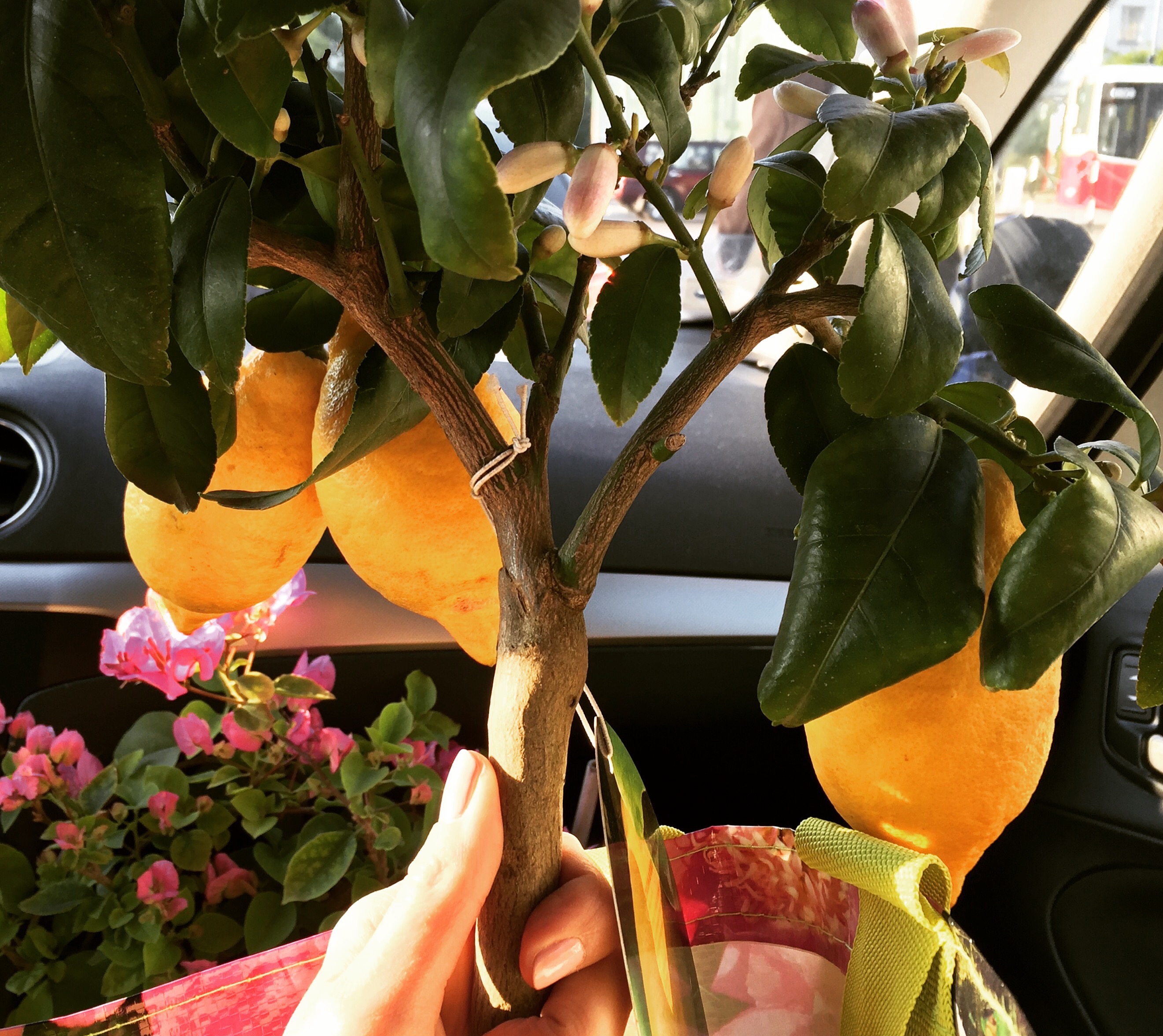 Zitronenbäumchen • gartenkultig