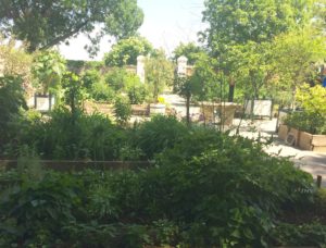 Nutzgarten Schloss Hof