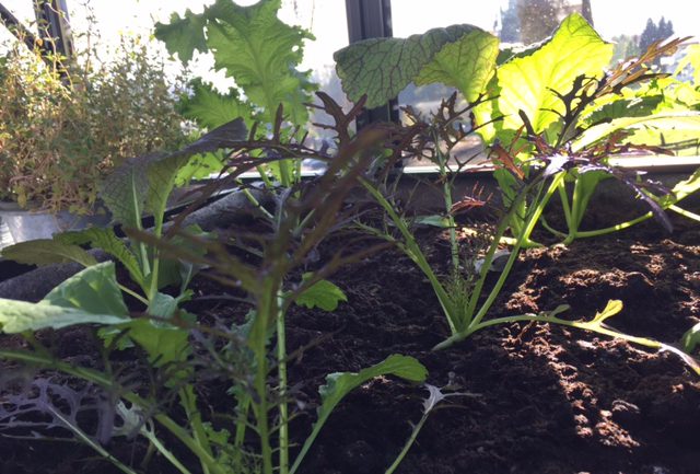 Frisches Gemüse im Winter selber ernten